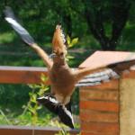 Profile picture for user antony